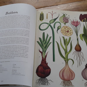 Het Plantenboek by Katie Scott and Kathy Willis – Dutch