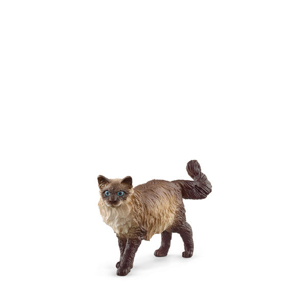 Toy store ragdoll cat